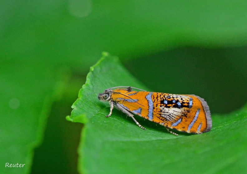 Pracht-Wickler (Olethreutes arcuella)